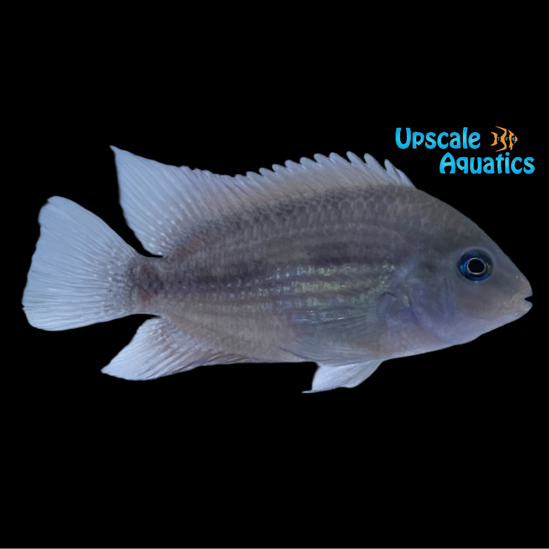 Topaz Cichlid (Amatitlania myrnae)