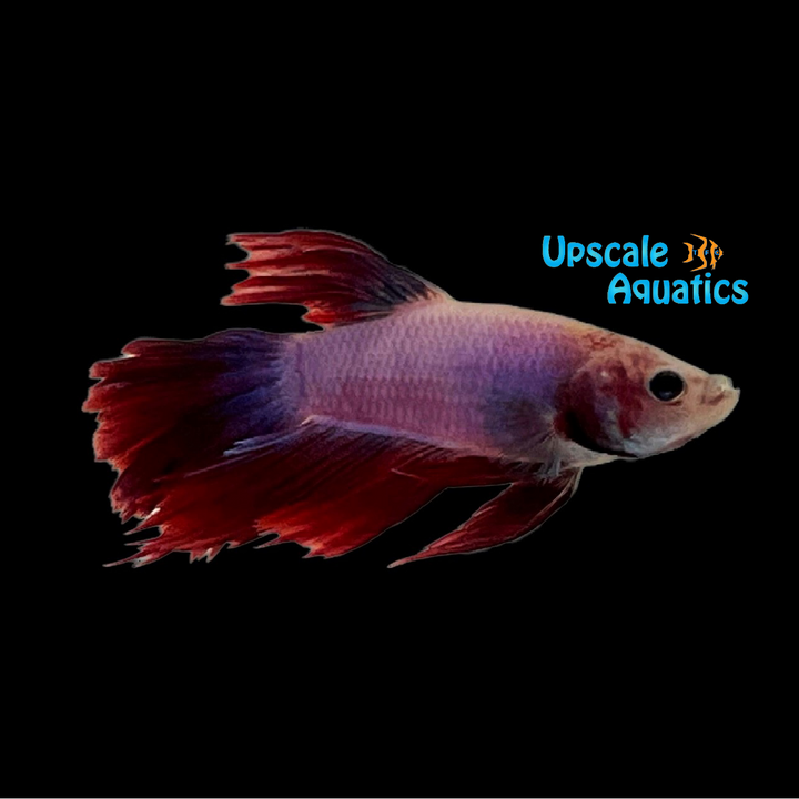 Pink Orchid Halfmoon Betta - Male (Betta splendens)