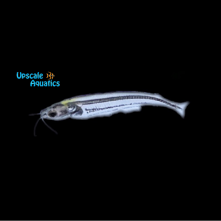 African Glass Catfish (Parailia pellucida)
