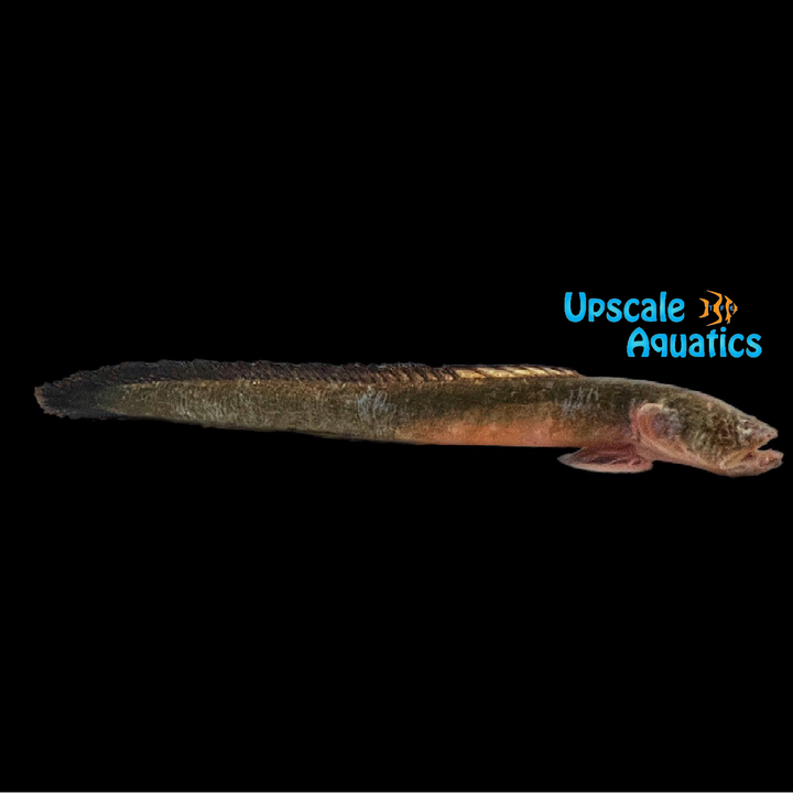 Worm Goby (Odontamblyopus rubicundus)