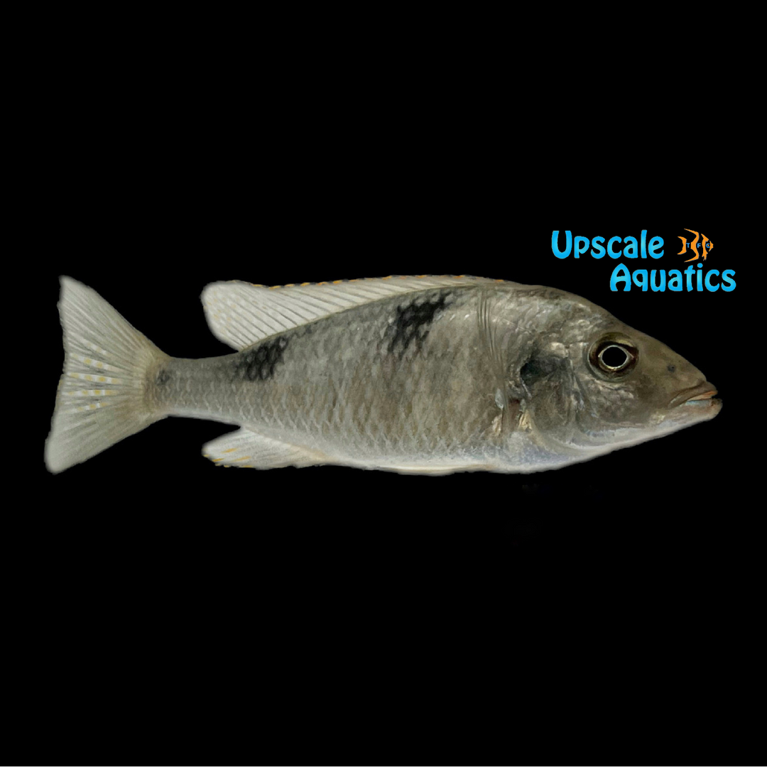 Nove Blue Longnose Hap (Otopharynx sp, nova blue) - Pair