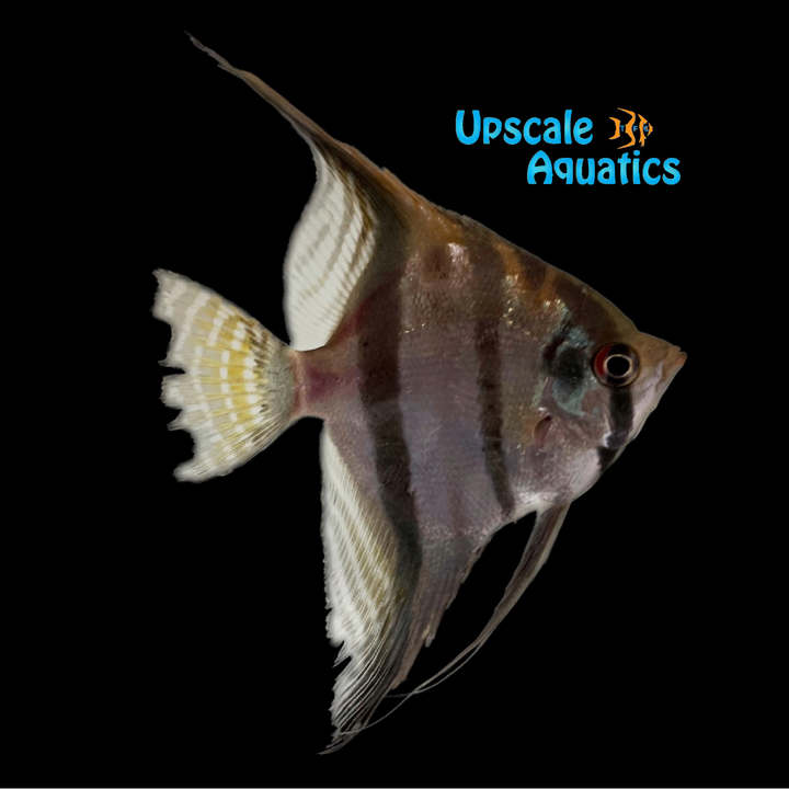 Santa Isabel Angelfish - Wild (Pterophyllum scalare)