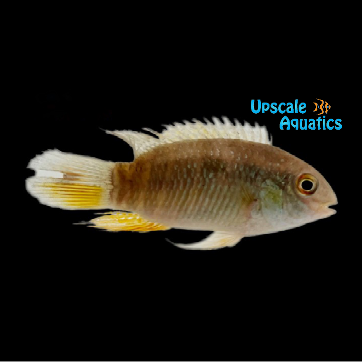 Orange Fin Acara (Laetacara fulvipinnis)