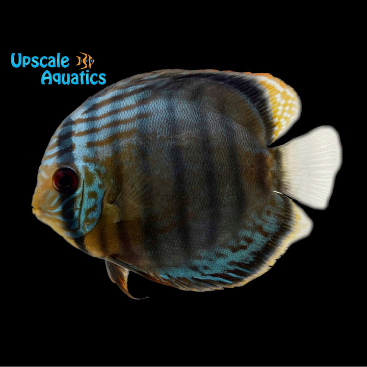 Tefe Green Discus - Wild (Symphysodon tarzoo)