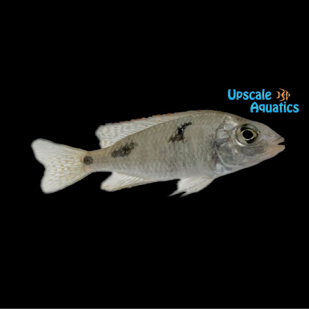 Giant Haplochromis (Hemitilapia oxyrhynchus)