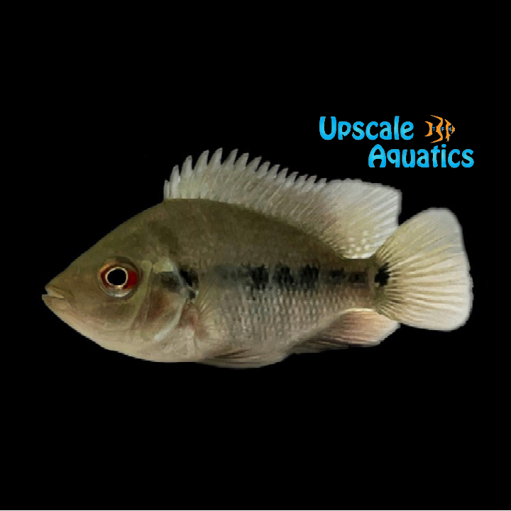 Lyon's Cichlid (Amphilophus lyonsi)