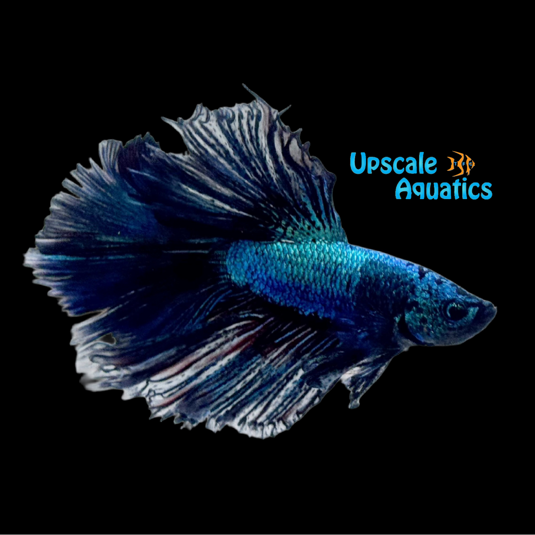 Green Dragon Halfmoon Betta - Male (Betta splendens)