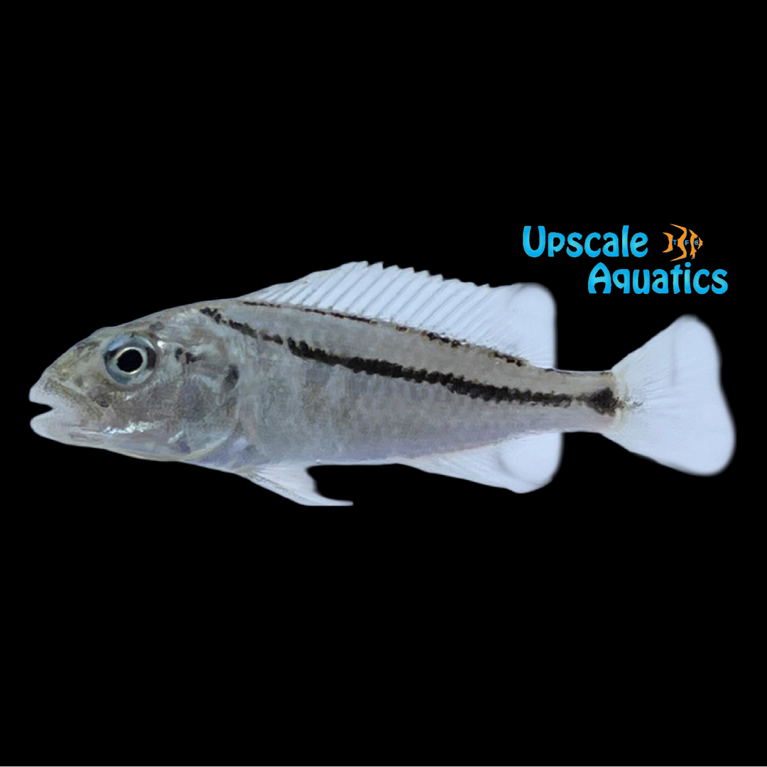 Malawi Hawk (Aristochromis christyi)