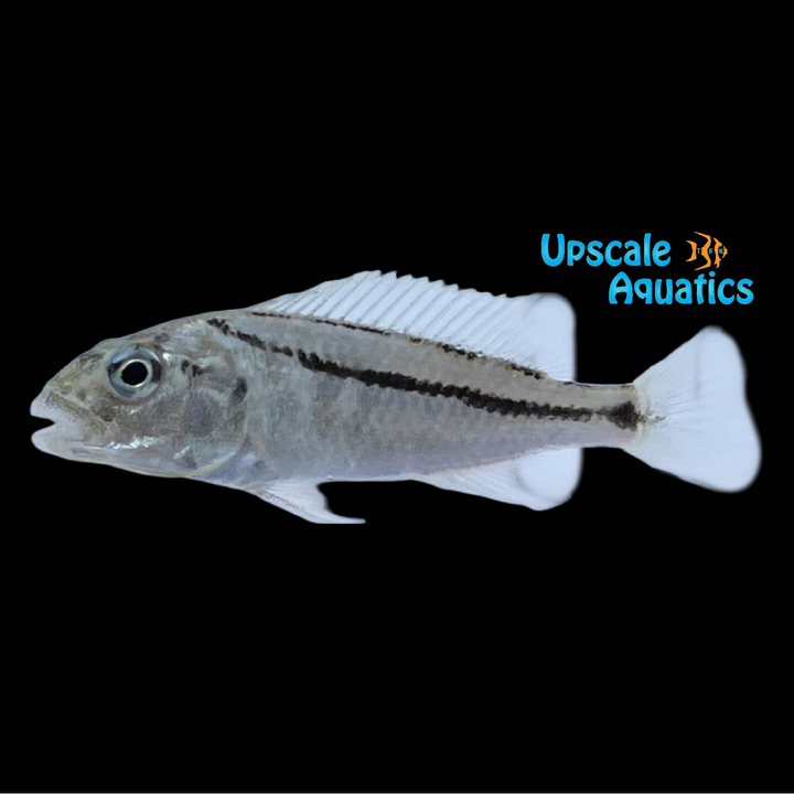 Malawi Hawk (Aristochromis christyi)