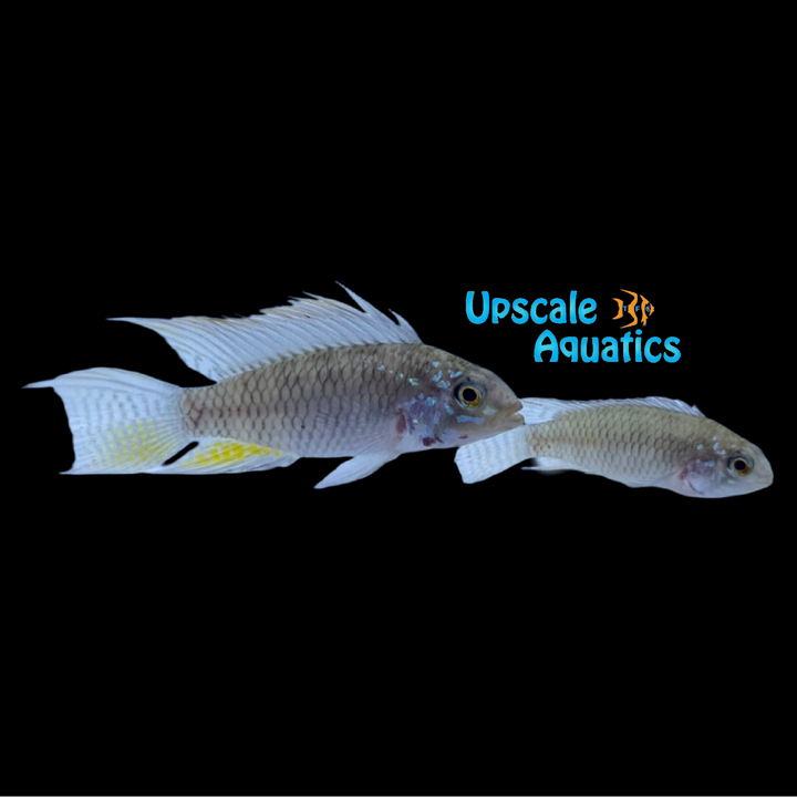 Apistogramma sp. 'Breitbinden'