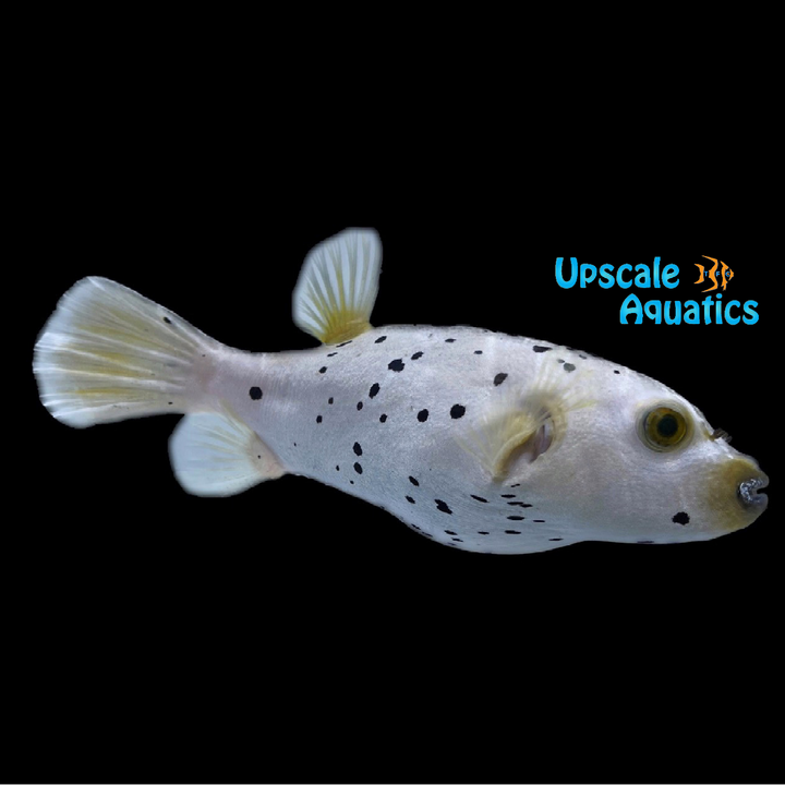 Dalmatian Dogface Puffer (Arothron nigropunctatus)