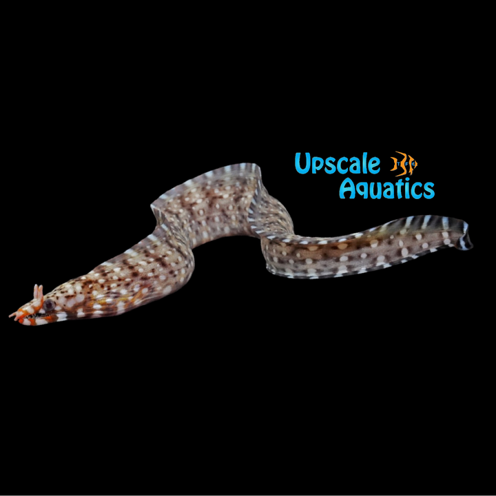 Japanese Dragon Moray Eel (Enchelycore pardalis)