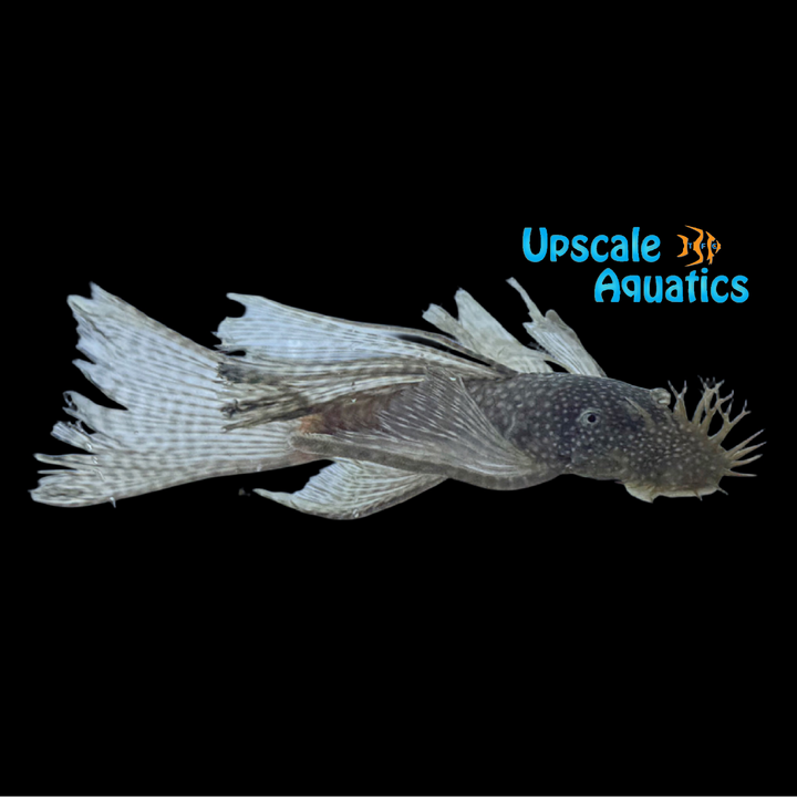 Longfin Bristlenose Pleco (Ancistrus sp.)