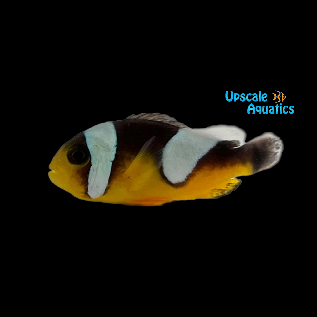 Black Saddleback Clownfish - Wild (Amphiprion polymnnus)