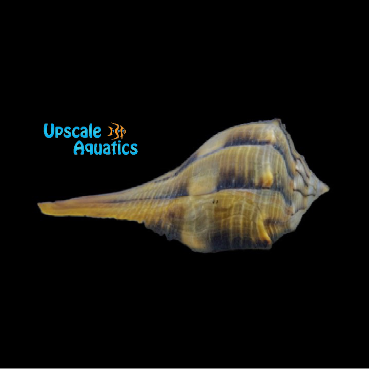 Lightning Whelk (Busycon perversum)