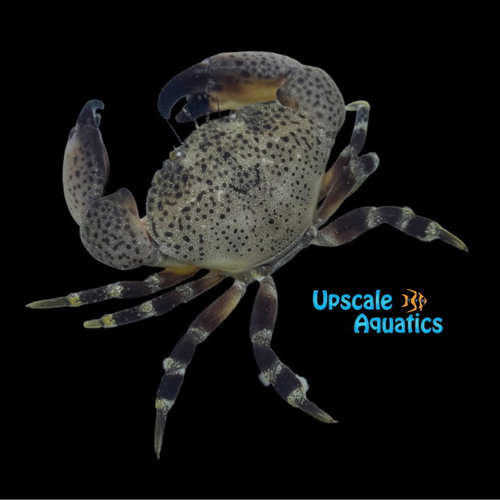 Stone Crab (Menippe mercenaria)