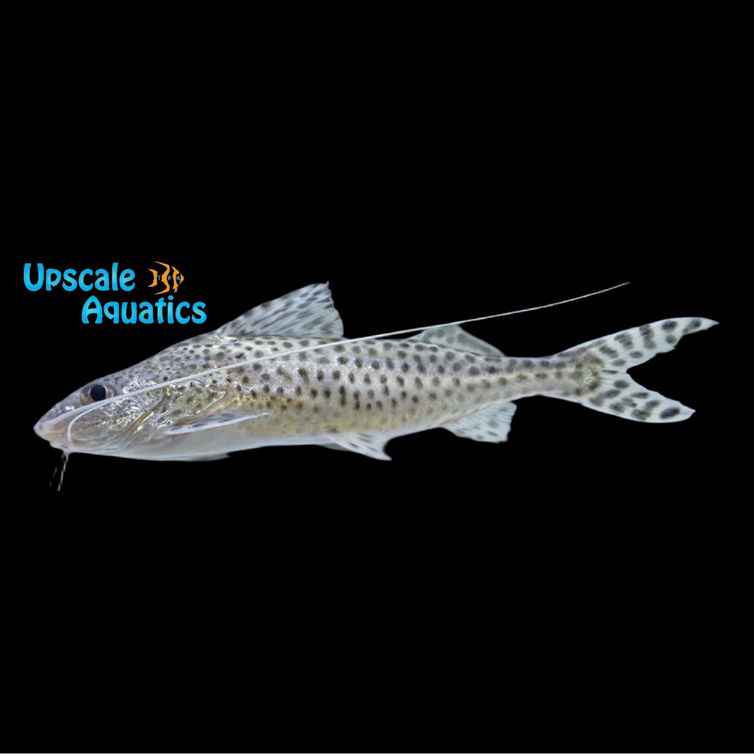 Polkadot Pictus Catfish (Pimelodus pictus)
