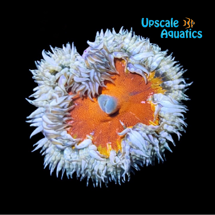 Ultra Rock Flower Anemone (Phymanthus crucifer)