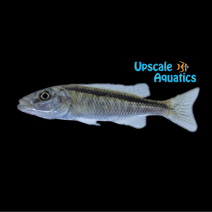 Malawi Trout (Champsochromis caeruleus)