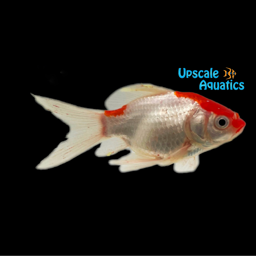Nymph Goldfish (Carassius auratus)