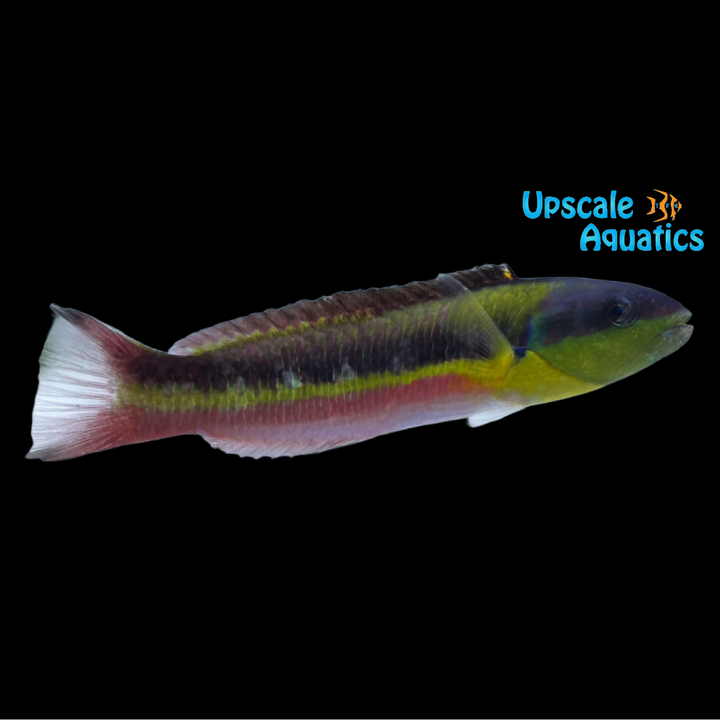 Mexican Rainbow Rock Wrasse (Thalassoma lucasanum)