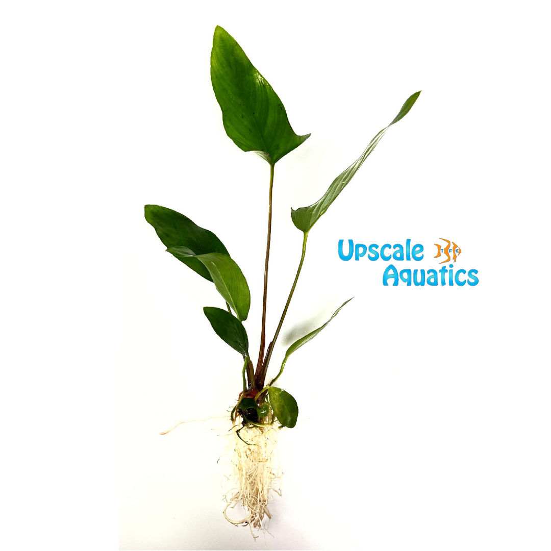 Hastifolia Anubias (Anubias hastifolia)