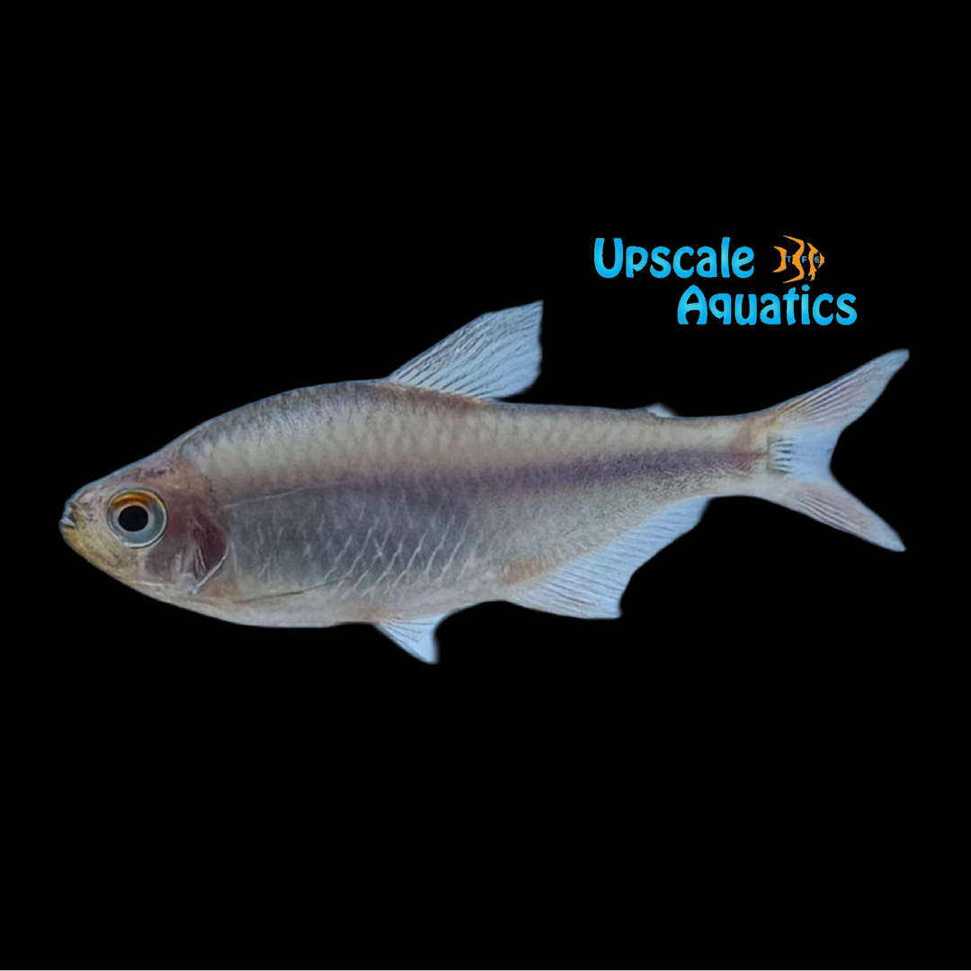 Blueberry Tetra (Hyphessobrycon wadai)