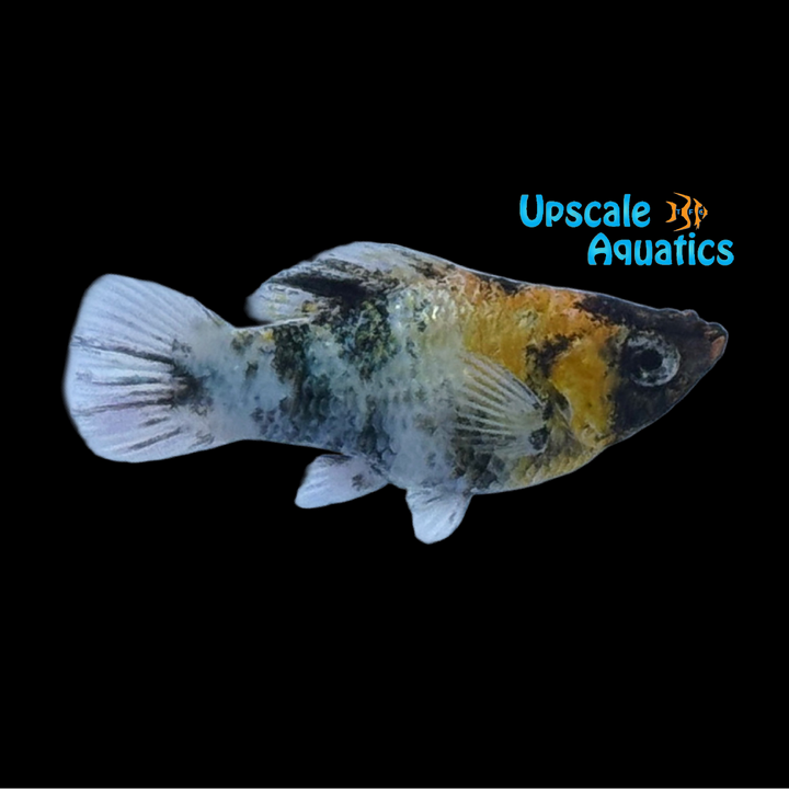 Orange Head Calico Balloon Molly (Poecilia velifera)
