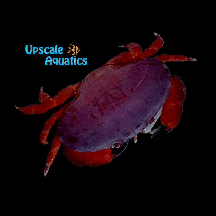 Colorful Reef Crab (Liomera cinctimanus)