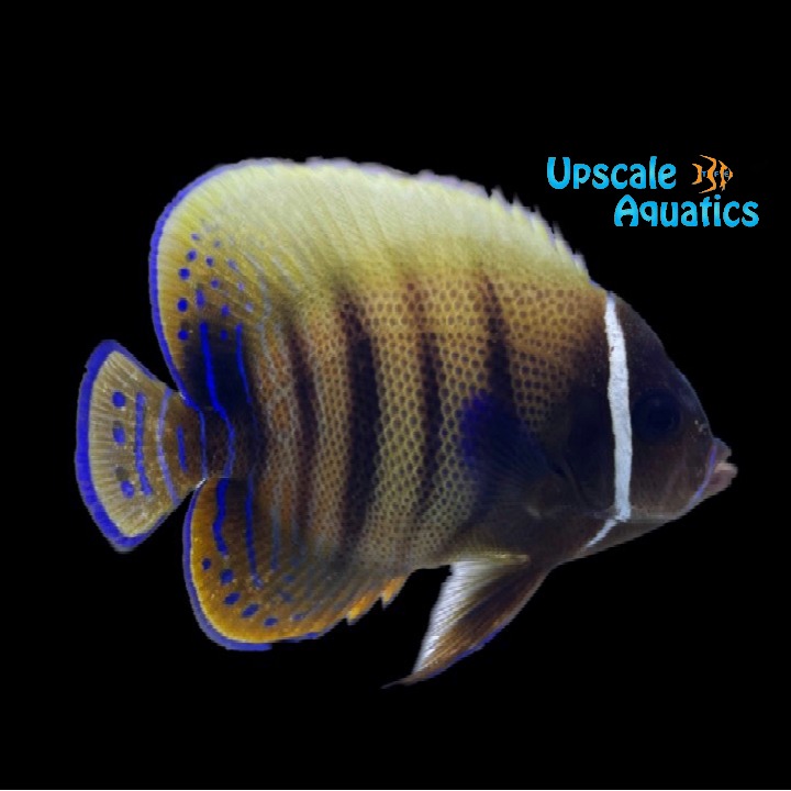 Six Bar Angelfish - Adult (Pomacanthus sexstriatus) – Upscale Aquatics