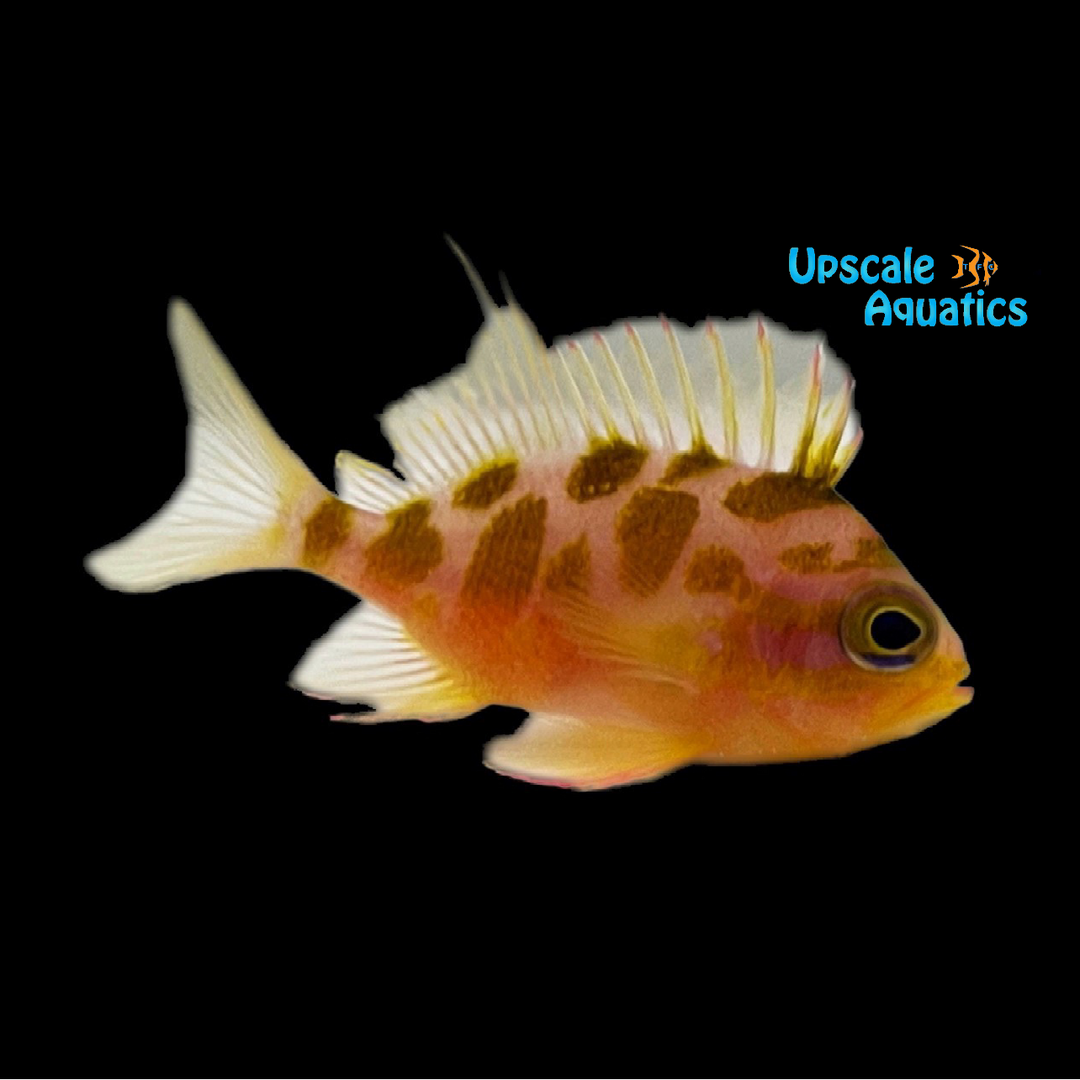 Blotched Anthias (Odontanthias borbonius)