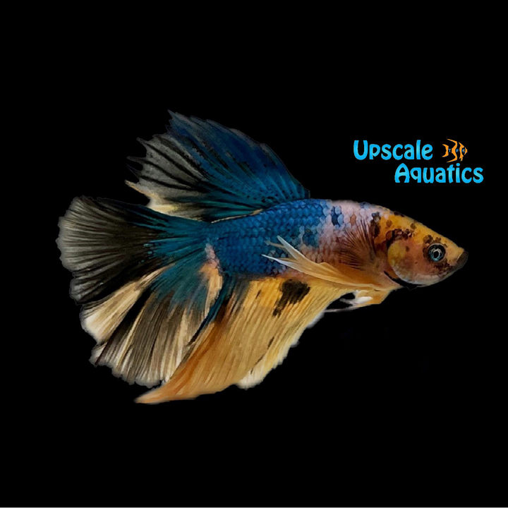 Yellow / Blue Galaxy Halfmoon Betta - Male (Betta splendens)