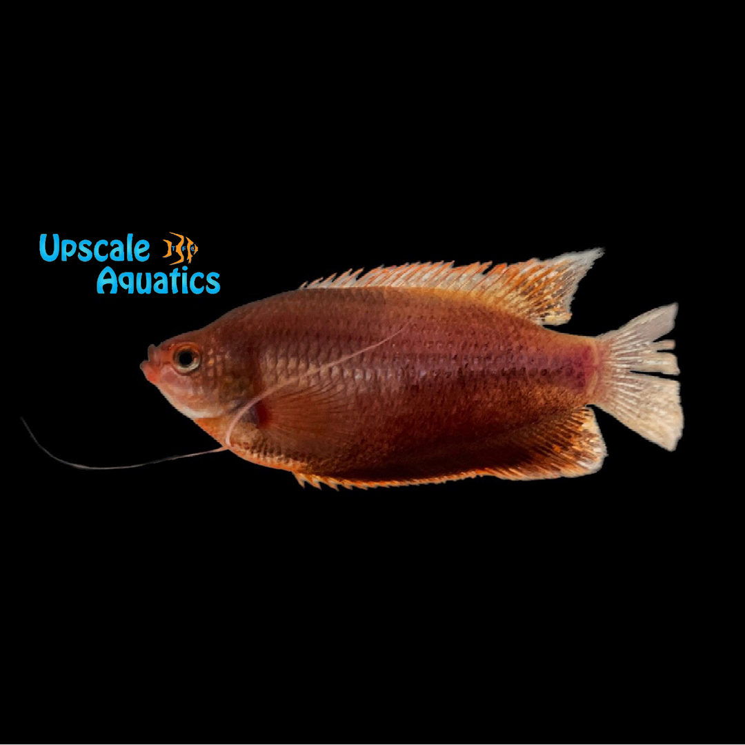 Sunset Gourami (Colisa labiosa)