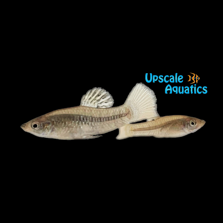 Perugia's Limia Livebearer 'Boca de Cachon' (Limia Perugia 'Boca de Cachon')