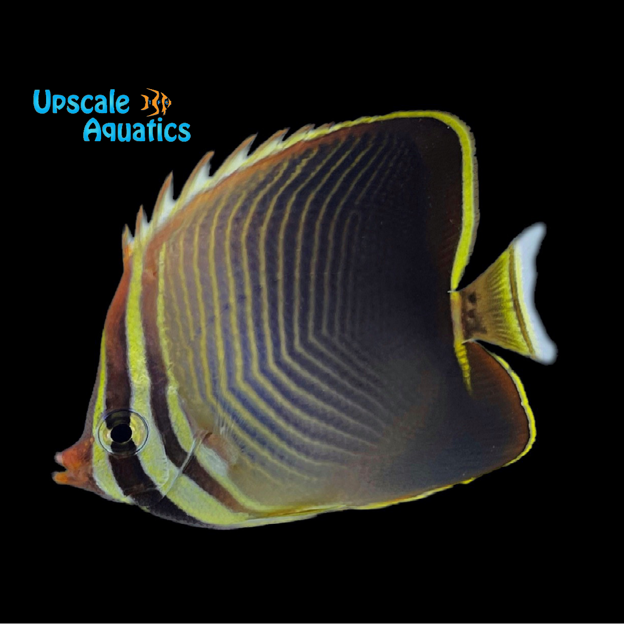 Triangle Fish Fillets Eastern Triangle Butterfly (Chaetodon baronessa) – Upscale Aquatics