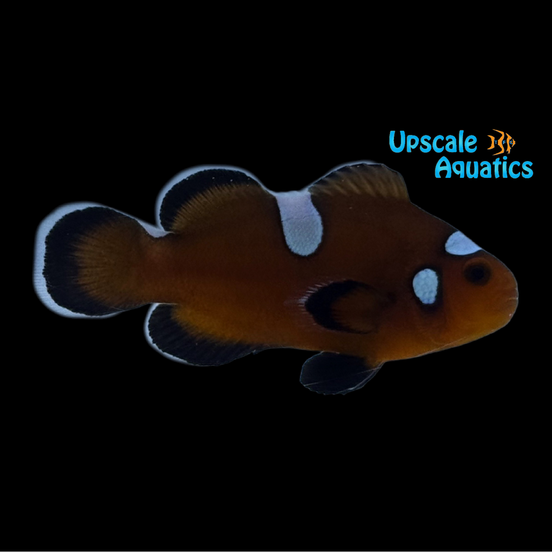 Chocolate Domino Clownfish (Amphiprion ocellaris)