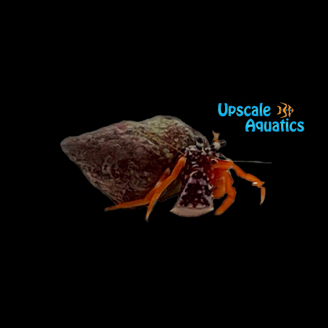 Polka Dot Hermit Crab (Phimochirus operculatus)