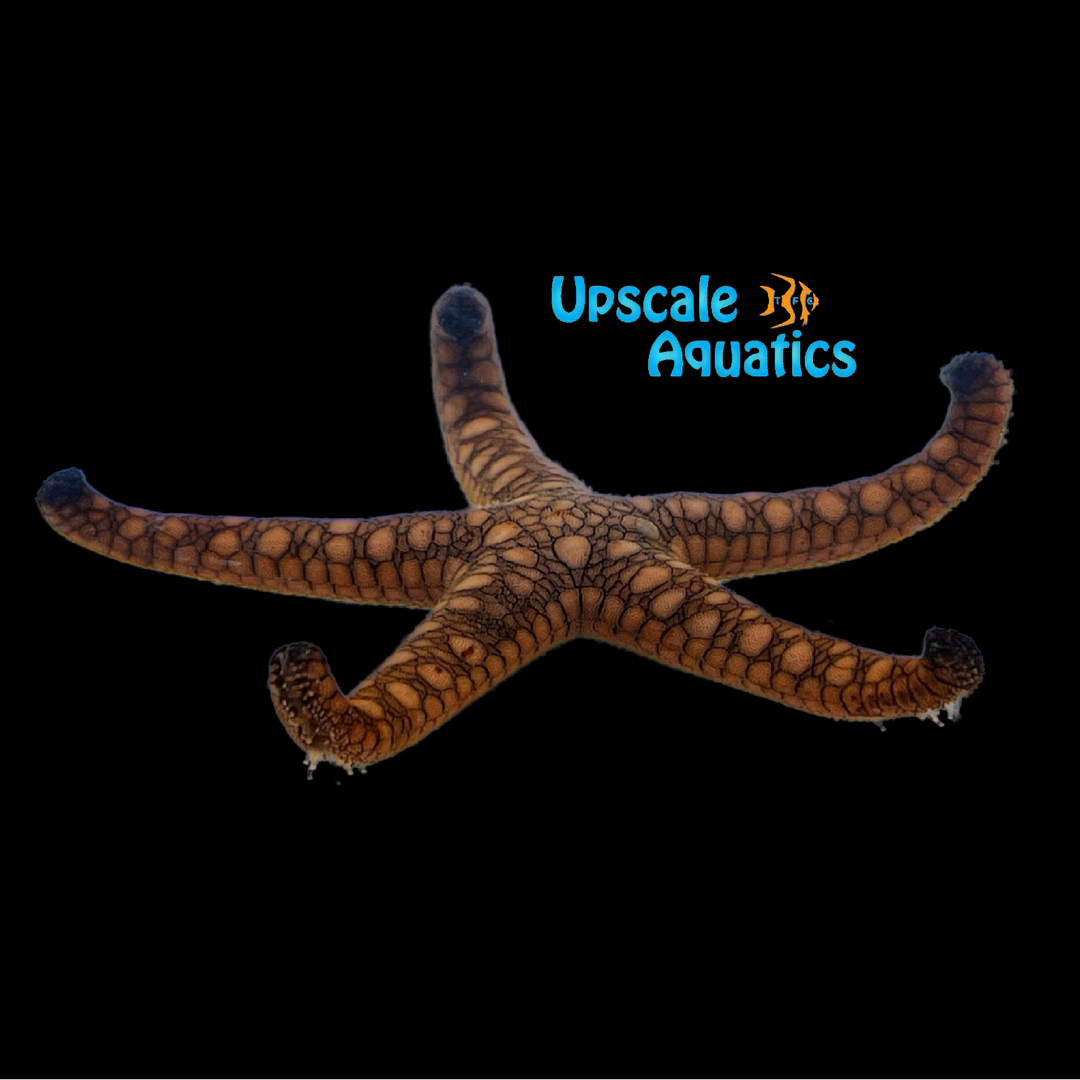 Indian Reef Starfish (Fromia indica)