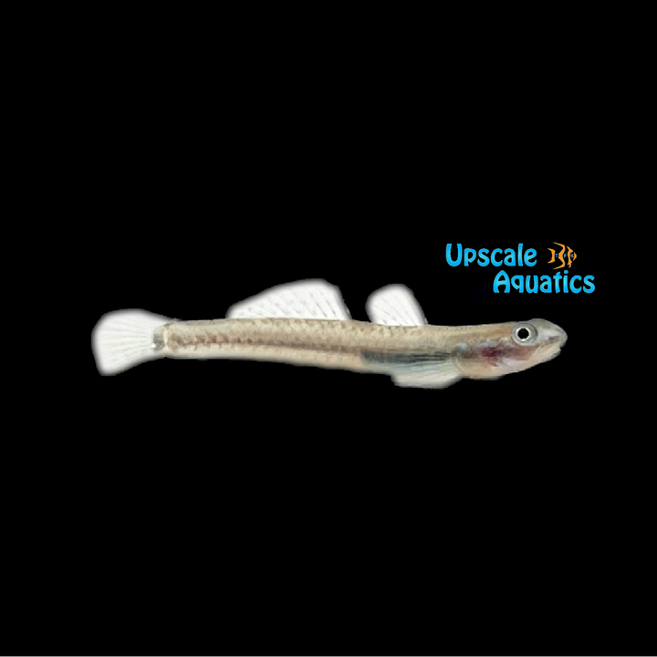 Percnopterygionus Stiphodon Goby (Stiphodon percnopterygionus)
