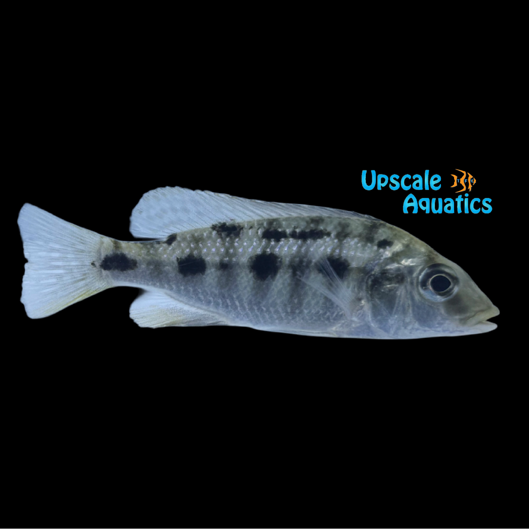Fossorochromis Rostratus (Fossorochromis rostratus)