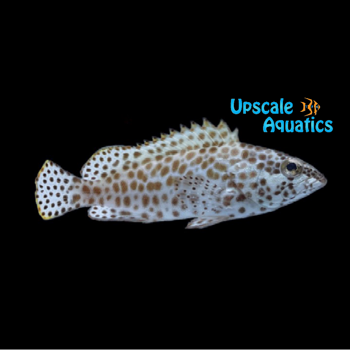 Honeycomb Grouper (Epinephelus merra)