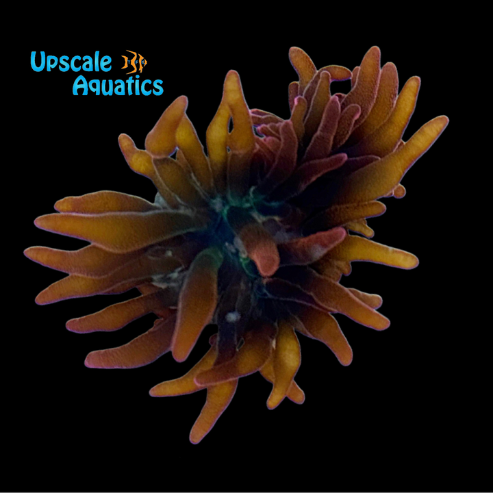 Rainbow Rose Bubble Tip Anemone (Entacmaea quadricolor)
