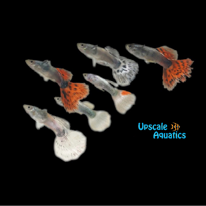 Dumbo Fin Assorted Dumbo Guppy - Male (Poecilia reticulata) – Upscale Aquatics