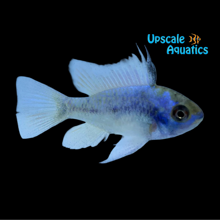 Electric Blue Ram (Mikrogeophagus ramirezi electric blue)
