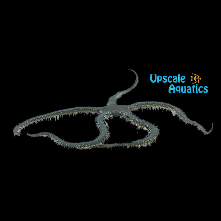 Green Brittle Starfish (Ophiarachna incrassata)