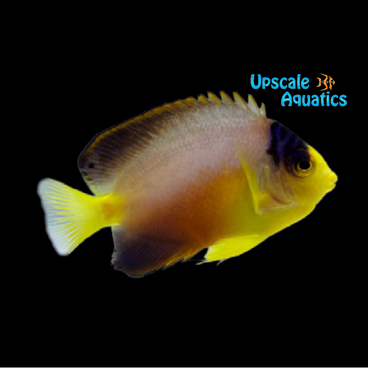 Multicolor Angelfish (Centropyge multicolor)