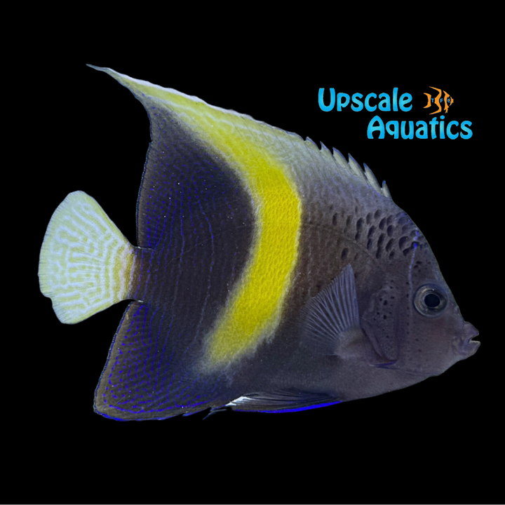 Maculosus Angelfish - Transitioning (Pomacanthus maculosus)