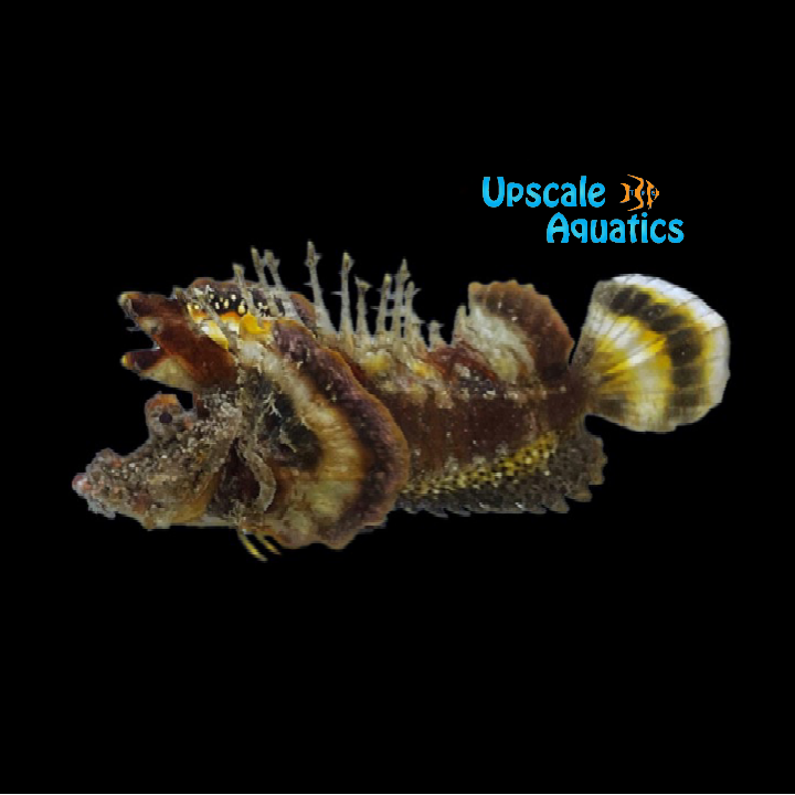 Sea Gobin Scorpionfish (Inimicus filamentosus)