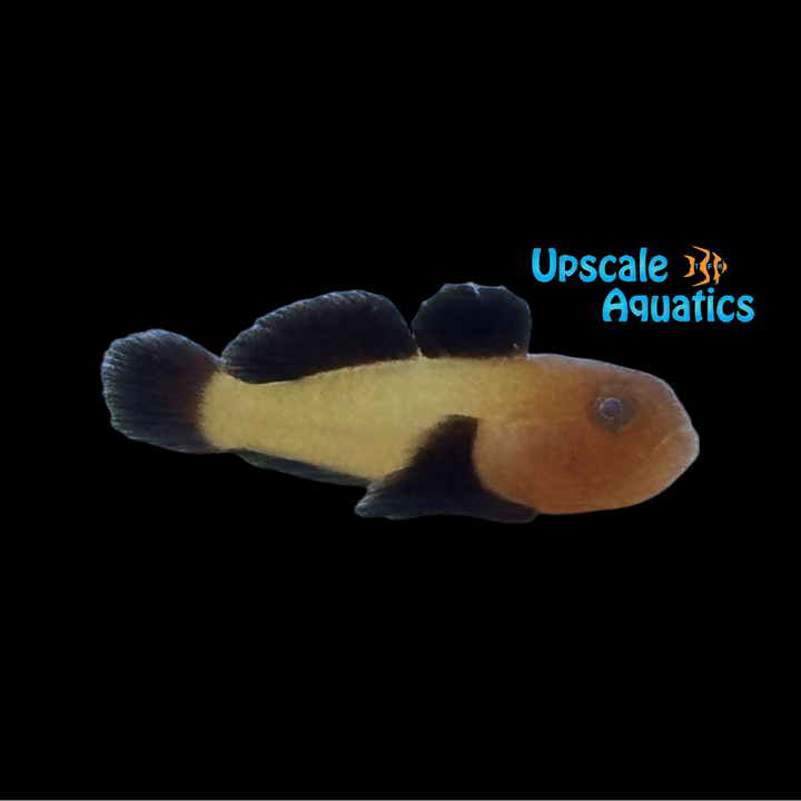 Panda Clown Goby (Paragobius lacunicolus)