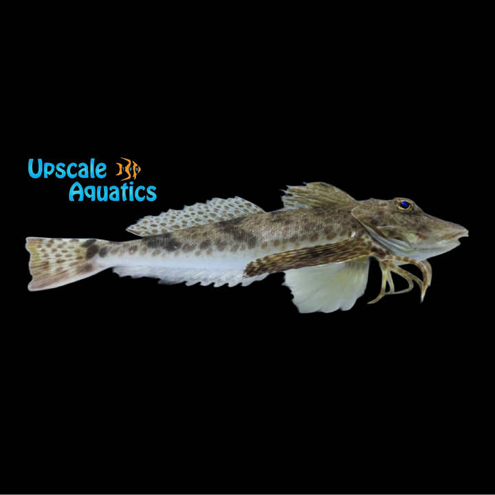 Leopard Sea Robin (Prionotus scitulus)